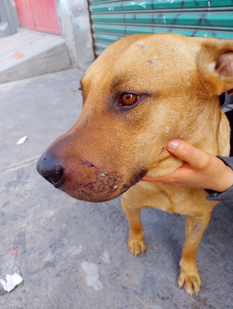 HELA_MORE's tweet photo. Hola soy Dino y necesito tu ayuda 🥺
Hace unas semanas mi humano falleció,eso me puso muy triste 😔
Él me cuidaba y me quería mucho 🥺
Pero su familia no siente lo mismo por mi,me sacaron de lo que era mi hogar y cada que quiero regresar y meterme me reciben a golpes para … https://t.co/p7oEqxXr4L