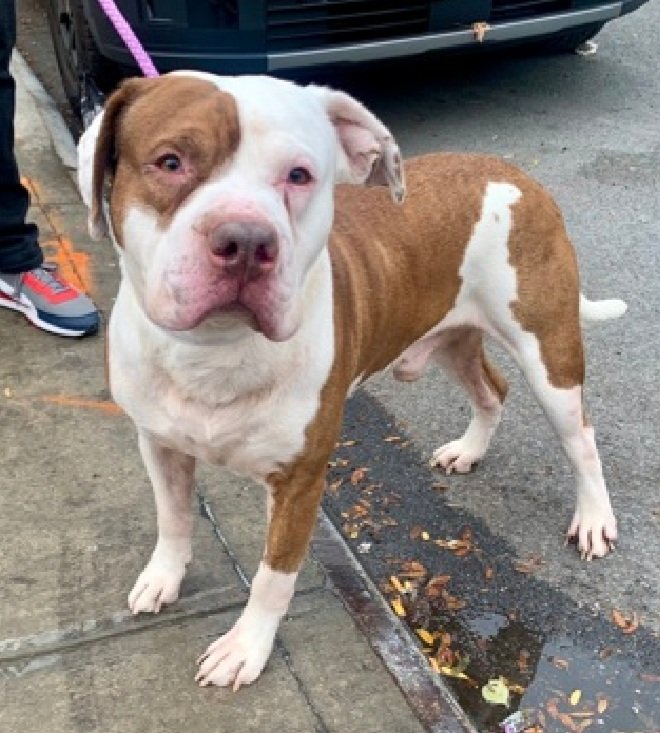 Team Animal Voice #NYCACC Dogs #TAP4ACCDOGS tweet media