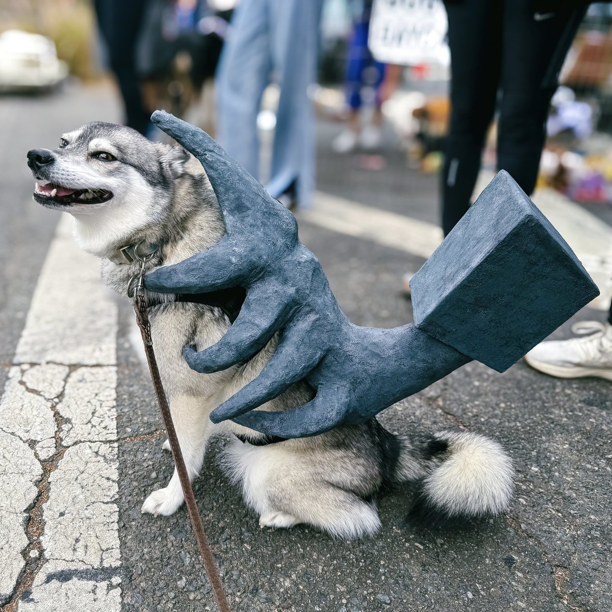 Melissa Shim tweet media