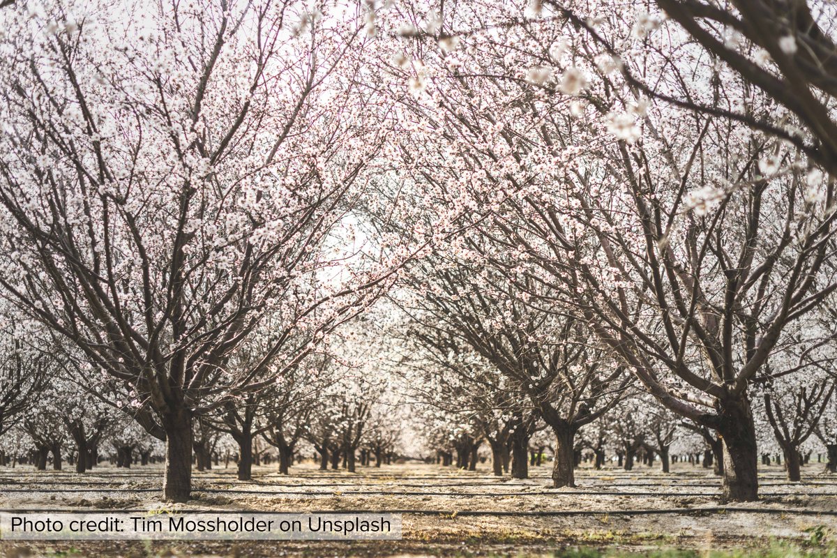 Siddharth Kishore, Mehdi Nemati, Ariel Dinar, Cory Struthers, Scott MacKenzie, and Matthew Shugart explore “The Changing Face of Farmland in California’s Central Valley: Crop Types and Land Quality” in new #AREUpdate article. More: bit.ly/4e7BupJ
 #ClimateChange #Drought