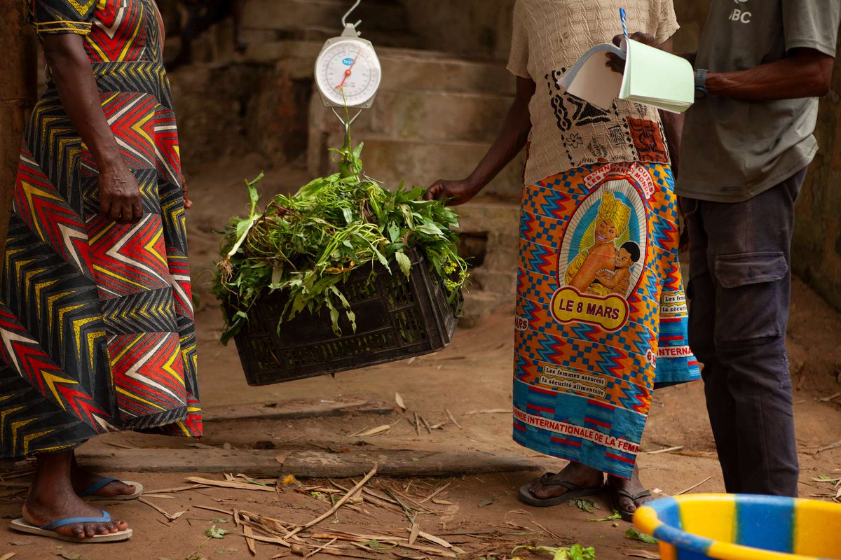 Lola_ya_Bonobo's tweet photo. 💼🌿 Thanks to you, we’re providing stable jobs for local people who plant, tend, &amp; harvest food for the 72 bonobos of Lola. This approach shows how environmental conservation can uplift both animals &amp; communities. 

See more: https://t.co/5aOTBy9ucH

#Conservation #SaveBonobos https://t.co/tXdXR8k8Sc