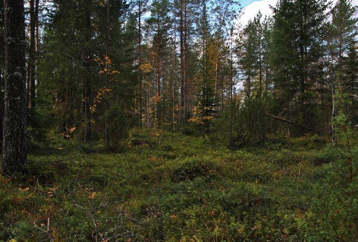 Nestled between the trees of a forest in Finland, archaeologists uncovered a Stone Age cemetery ⚰️
Despite being only 80km from the Arctic Circle, it is one of the largest in northern Europe, showing Stone Age societies also thrived in the cold north.

🆓 buff.ly/48f472Z