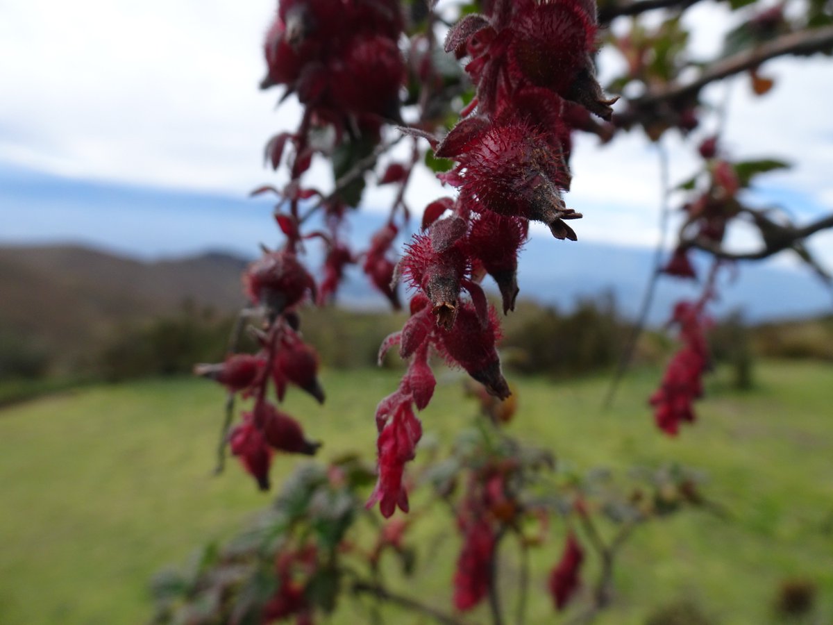 ferchinchin's tweet image. ❝One becomes great by what one READS and not by what one writes❞.
⭐  Jorge Luis Borges

 🌿  𝑅𝑖𝑏𝑒𝑠 ℎ𝑖𝑟𝑡𝑢𝑚 Willd. ex Roem. &amp;amp; Schult. ➤ 𝙶𝚁𝙾𝚂𝚂𝚄𝙻𝙰𝚁𝙸𝙰𝙲𝙴𝙰𝙴.
#Ribes #great #reads #writes