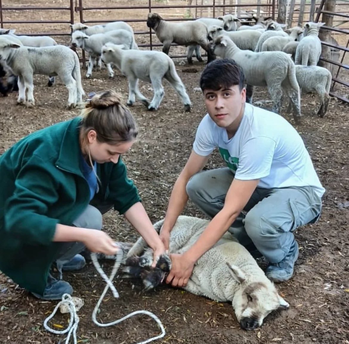 Nuestra Gente
Colegio Agrotécnico de Realicó (La Pampa)
Alumnos del Séptimo Año realizaron la selección de animales que servirán de reposición para el próximo año.
#EducaciónAgraria