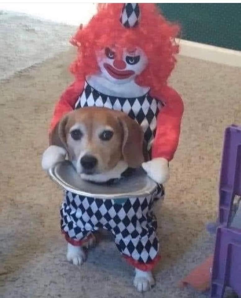 They're eating the dogs