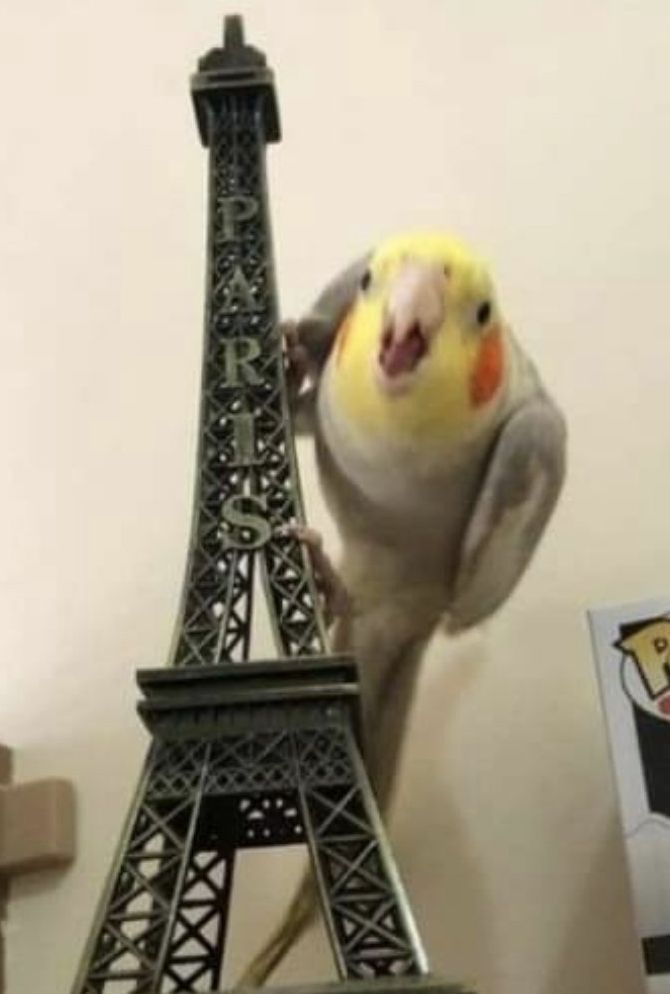 MegaChibis tweet media