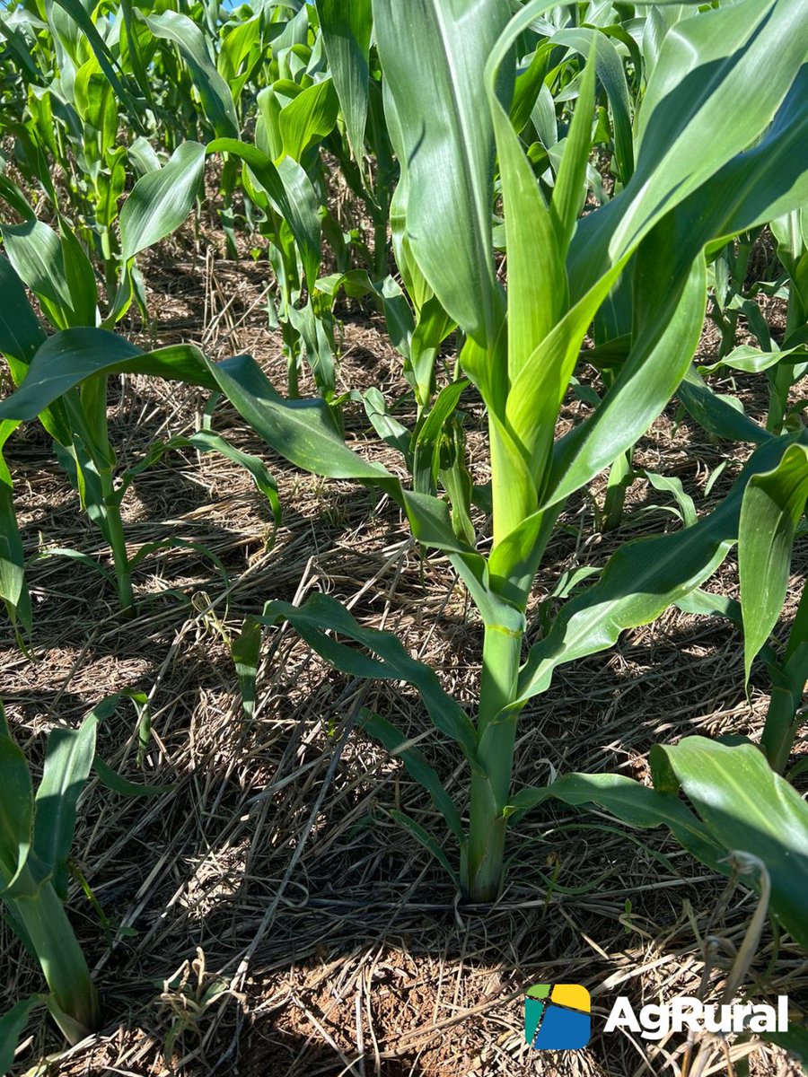 Busy week for <a href="/AgRural/">AgRural 🇧🇷</a>'s team as we take a look at Brazil's #soybean and summer #corn crop. So far, so good in Goiás (first two photos) and Paraná (others). Next stop: Bahia. And tomorrow is planting progress report day for clients. More here: bit.ly/Brzsoybeans ;-)
