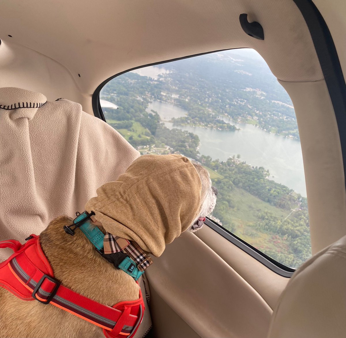 PilotsNPaws's tweet photo. This sweet senior pup has been given a fresh start and a new lease on life thanks to volunteer pilots! Here's to second chances and the amazing people who make them possible! #pilotsnpaws #freedomflights #dogrescue https://t.co/qtJ2KN51tz