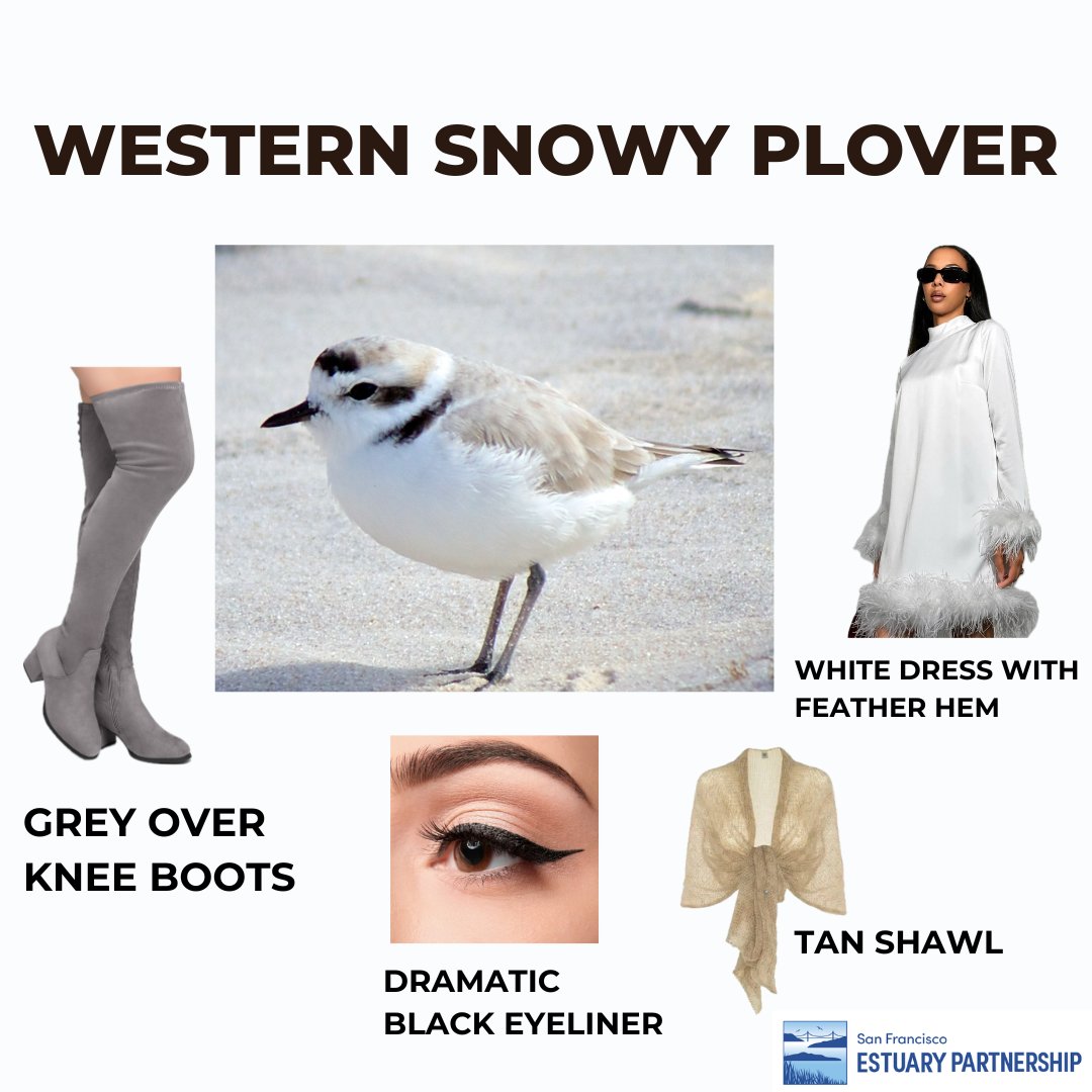 (part 1/2) We took care of your last minute costume ideas for you -- you're welcome 😉
1. Salt marsh harvest mouse (Reithrodontomys raviventris)
2. Green heron (Butorides virescens)
3. Western snowy plover (Charadrius alexandrinus)
Have a brackish #Halloween! 🎃👻🌊