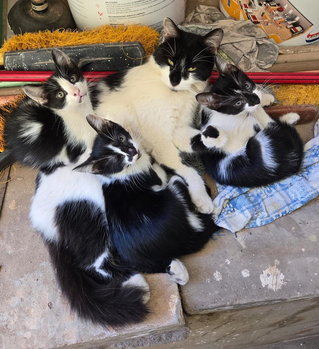 mbaepikoconpuso's tweet photo. Me ayudarían a compartir por favor?
Está mamá está en la calle con sus bebés, miren lo preziozos que son, RT hasta que sean adoptados🥹🤍 zona San Lorenzo 
Contacto: 0971973273
Abajo pongo más fotitos de ellos⤵️ https://t.co/ACxficQSdo