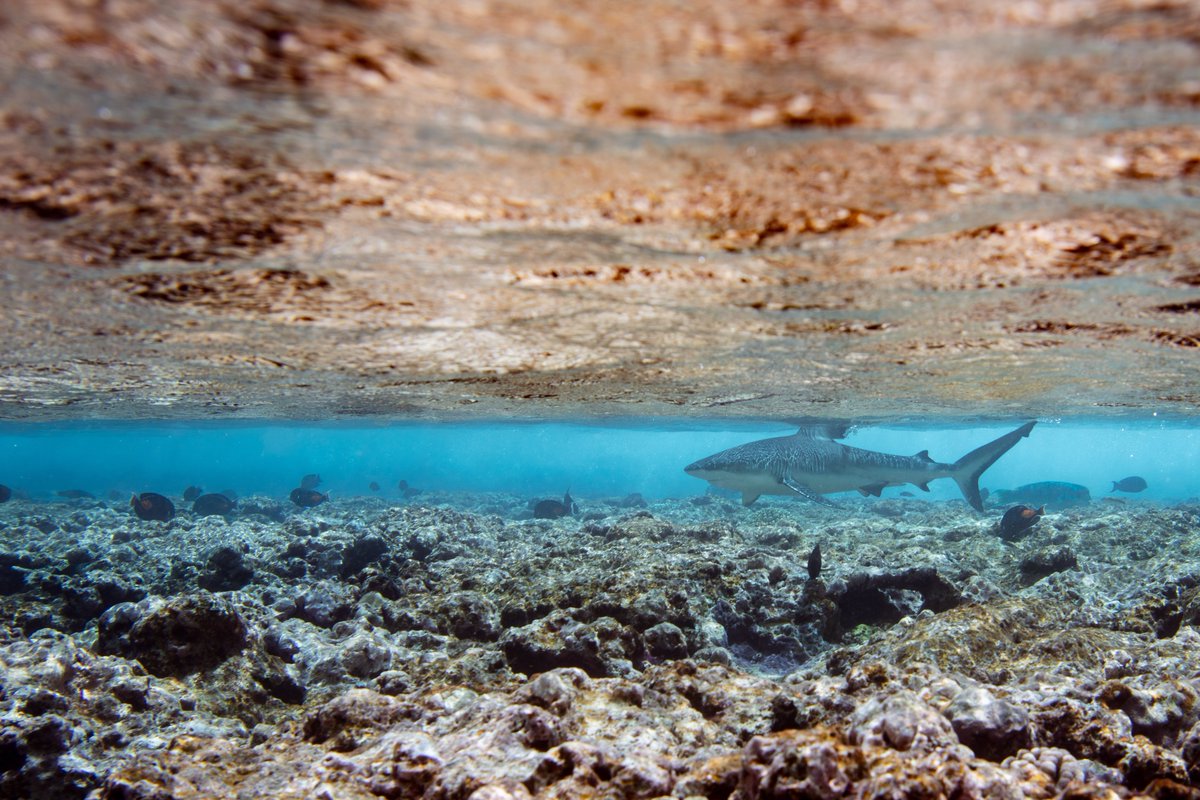 Blacktip reef shark patrolling the reef flat at Bokak Atoll, Republic of the Marshall Islands.