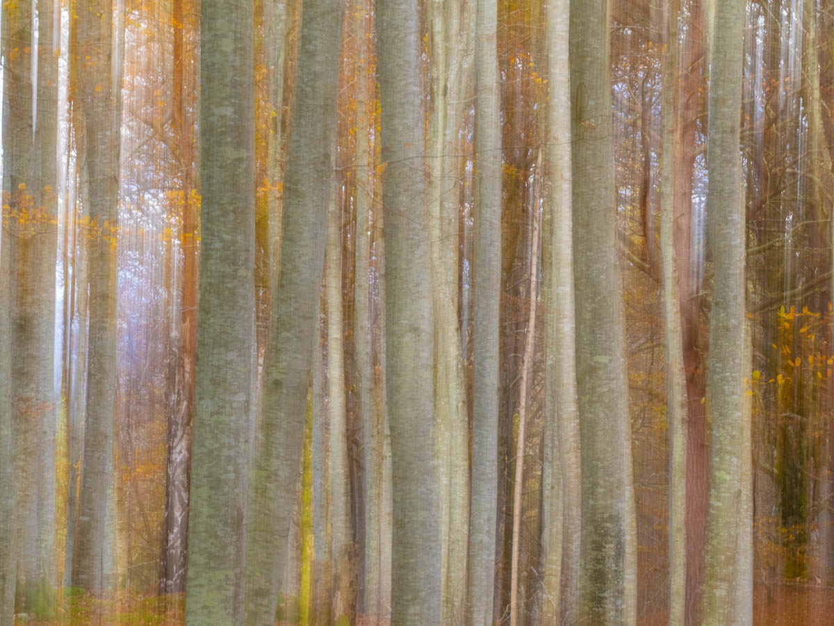 mainlybirds's tweet photo. Beechwood, Reelig, Scotland.
OM1, 40-150 f2.8 https://t.co/vHFxX0P3zG