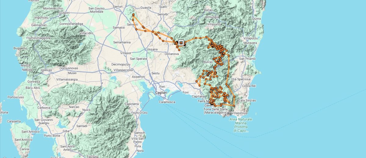 4Vultures's tweet photo. The 22 Griffon Vultures released in Villasalto (Sardinia) on 9 October have taken separate paths. Some headed north, one is venturing solo on the West coast and some other are near Dolianova mountains. Only three are coming back into the Villasalto aviary. #lifesafeforvultures https://t.co/UsFNOQcgOK