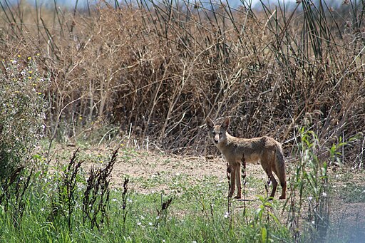 Want to learn about <a href="/CaliforniaWCB/">Wildlife Conservation Board</a> programs and help shape the future? Join their Strategic Plan Workshop in Sacramento November 4.  Also Nov 6 in Inglewood and November 7 in Riverside.  For Info visit: wcb.ca.gov  RSVP: ow.ly/36Rn50TVUGi