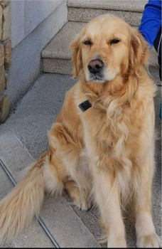 millypod1's tweet photo. BELLA HOME SAFE. THANKS FOR RT's ๐๐๐พ
๐6 OCT 2024 #Lost BELLA #ScanMe
Golden Tan Golden Retriever Female
#Errill #CountyLaois #Ireland https://t.co/4pMCsw5VER https://t.co/3fSo0fKGi5