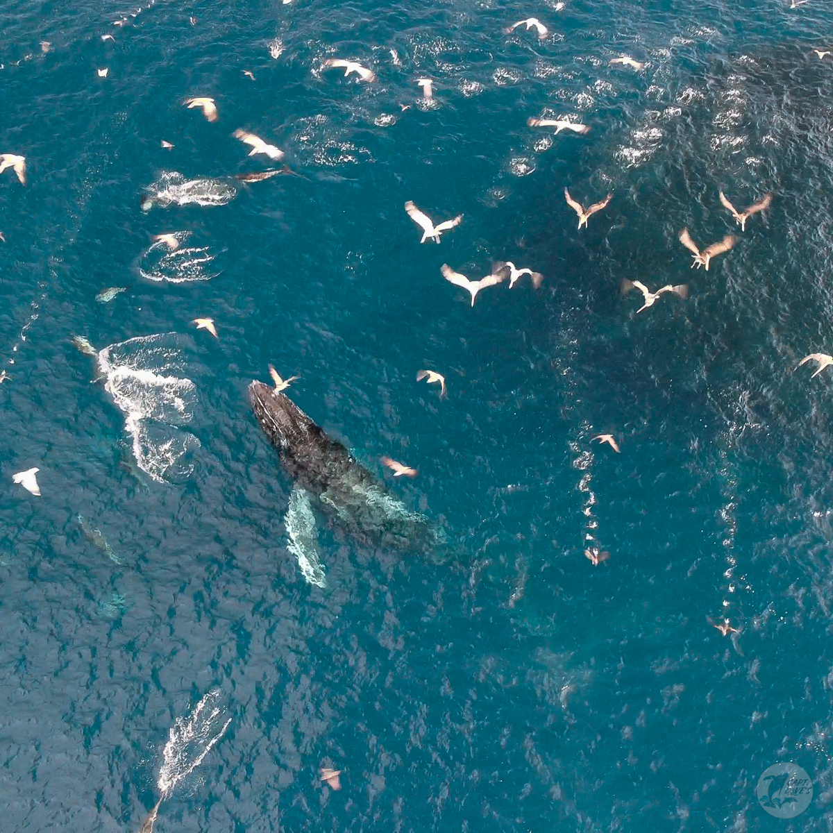 DolphinSafari's tweet photo. Trick-or-treating is a time-honored tradition, but for cetaceans on Halloween, instead of a big handful of candy or a popcorn ball, they’ll be scooping bait fish up in large enough numbers to make these minuscule fish more than just a bite-sized treat! #baitfish #halloween #whale https://t.co/2IywnjXXKF