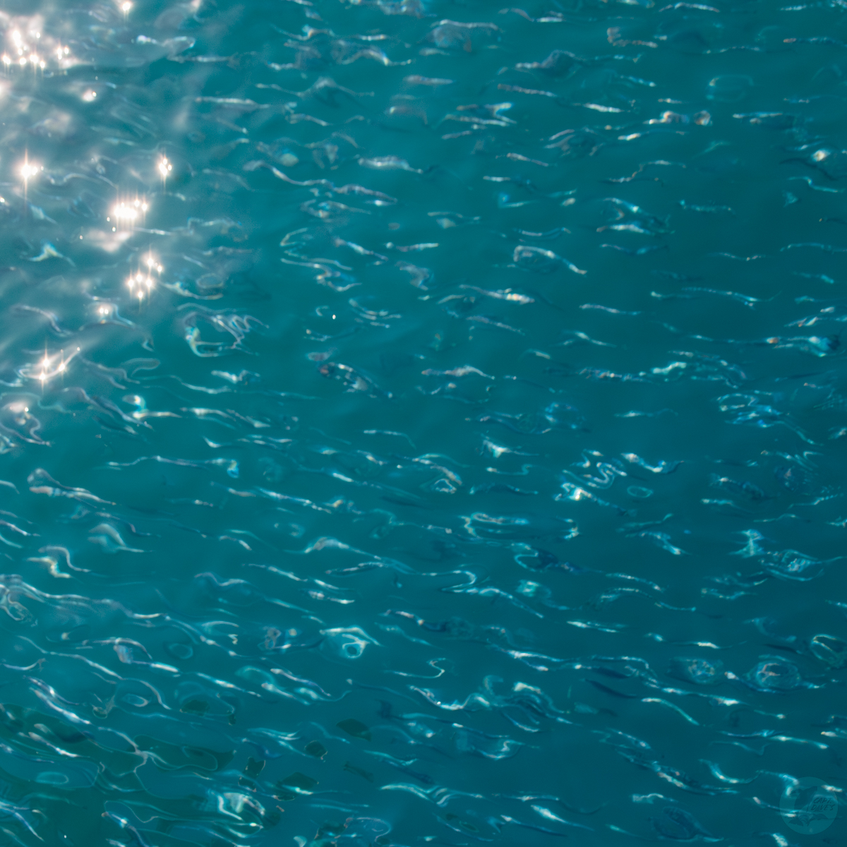 DolphinSafari's tweet photo. Trick-or-treating is a time-honored tradition, but for cetaceans on Halloween, instead of a big handful of candy or a popcorn ball, they’ll be scooping bait fish up in large enough numbers to make these minuscule fish more than just a bite-sized treat! #baitfish #halloween #whale https://t.co/2IywnjXXKF