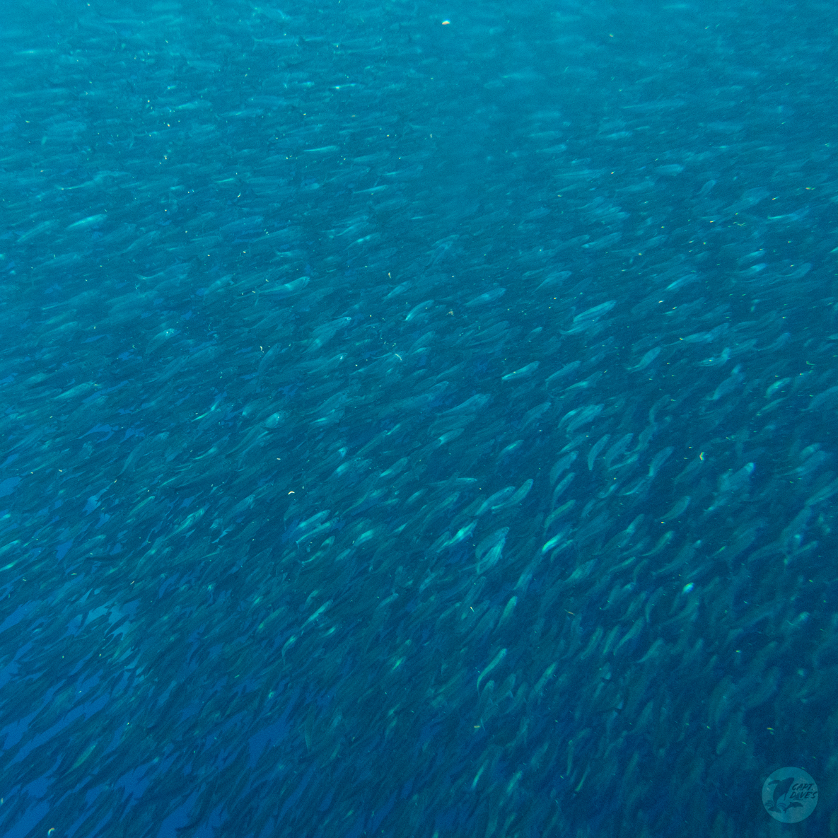 DolphinSafari's tweet photo. Trick-or-treating is a time-honored tradition, but for cetaceans on Halloween, instead of a big handful of candy or a popcorn ball, they’ll be scooping bait fish up in large enough numbers to make these minuscule fish more than just a bite-sized treat! #baitfish #halloween #whale https://t.co/2IywnjXXKF