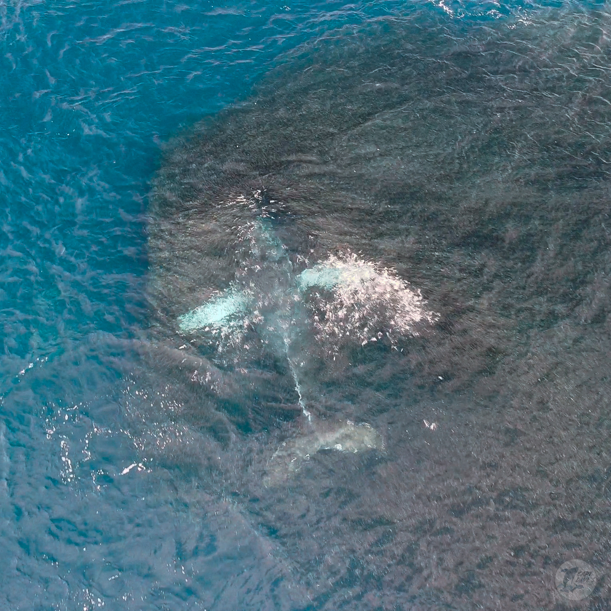 DolphinSafari's tweet photo. Trick-or-treating is a time-honored tradition, but for cetaceans on Halloween, instead of a big handful of candy or a popcorn ball, they’ll be scooping bait fish up in large enough numbers to make these minuscule fish more than just a bite-sized treat! #baitfish #halloween #whale https://t.co/2IywnjXXKF