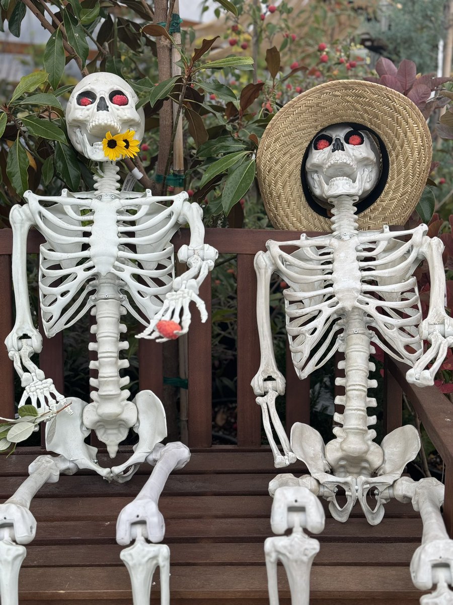 We were hoping to post a humerus pun for Halloween, but tibia honest, we’re not sure we have the stomach for it—so we might need to hold off and try again tomarrow.

#halloween2024 #Halloween #halloweenspirit