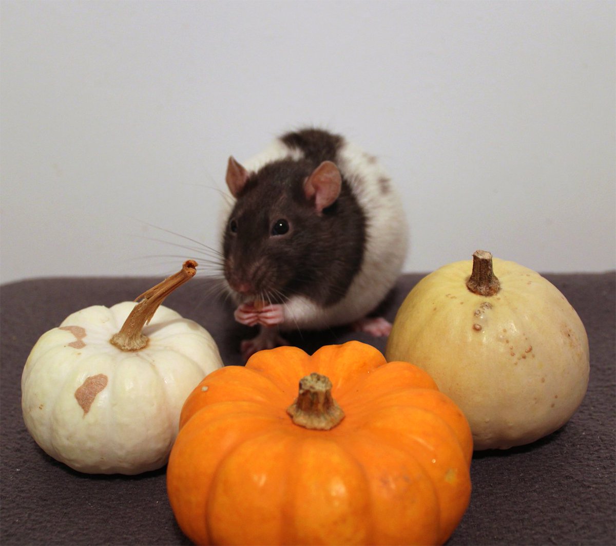 Happy Halloween! 🎃🐀