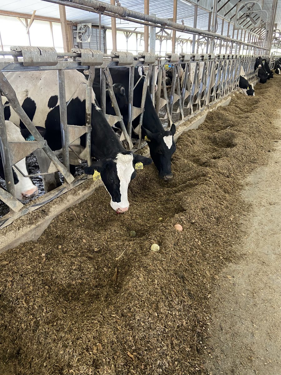 nedpa_ny's tweet photo. As the original stewards of our natural resources, farmers recycle nutrients, materials, and waste products on a daily basis on the farm and in the fields.

What are ways that you recycle? 

#AmericaRecyclesDay #reducereuserecycle #environmentalstewardship https://t.co/IzuZg2frd6