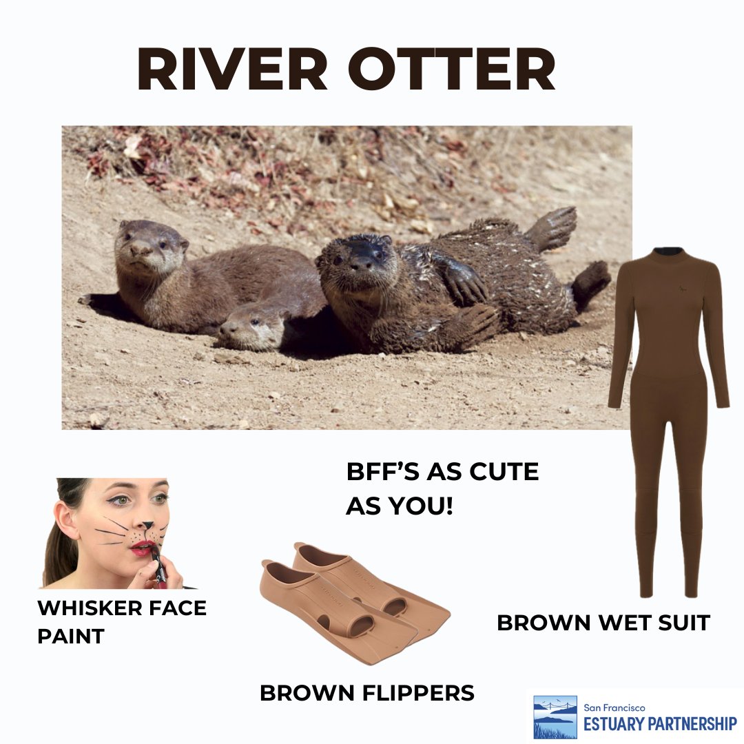 (part 2/2) More estuarine costume ideas! Have a brackish #Halloween!
4. Delta smelt (Hypomesus transpacificus)
5. San Francisco garter snake (Thamnophis sirtalis tetrataenia)
6. River otter (Lontra canadensis)