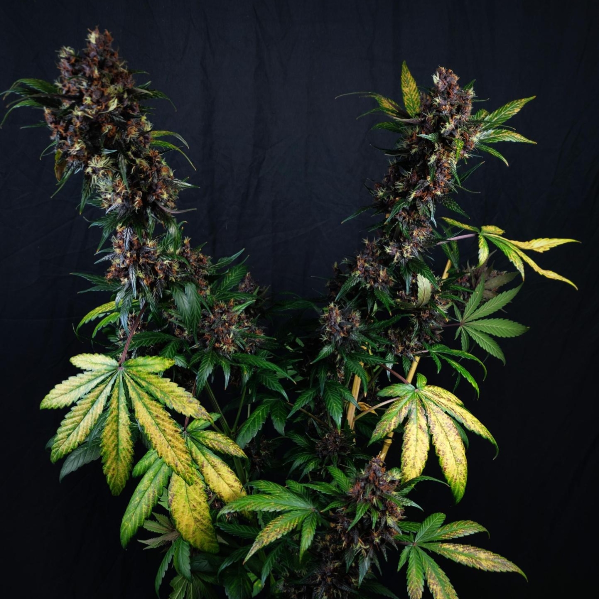 💜 Purple Domina Auto – Pure purple FIRE! 🔥

Sexy purple vibes, flavors that hit hard, and a high that takes you all the way up. Easy to grow, impossible to forget. If you’re not rolling with Purple Domina, what are you even doing?
🧑‍🌾 Mrs_Larimar

#anesiaseeds #growyourown