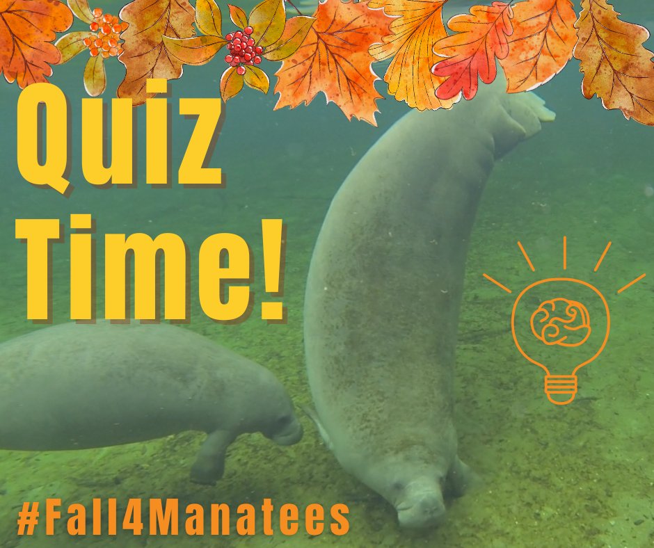 savethemanatee's tweet photo. It's Quiz Time for our #Fall4Manatees campaign and today we are inviting you to take our fun personality quiz. Check it out!
https://t.co/JmrGWFnQ0r https://t.co/QPslXEZgvP
