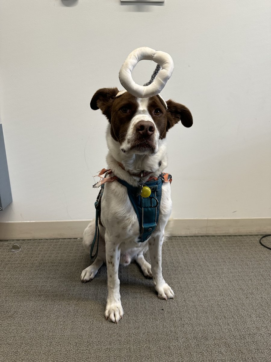 Whether he's being a little devil (like whining for treats during  meetings) or an angel, Bilbo is always the cutest lab dog anyone could ask for!