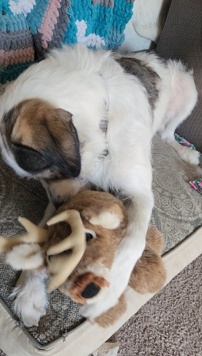 Reindeer 😁 #dogs #stuffedanimal