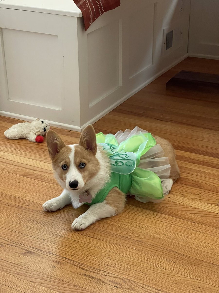 Elanasmithh's tweet photo. @WGRZ Our Daisy girl is all ready to be tinker-bell for Halloween 🎃 #BeOn2 https://t.co/fTGyihvgi2