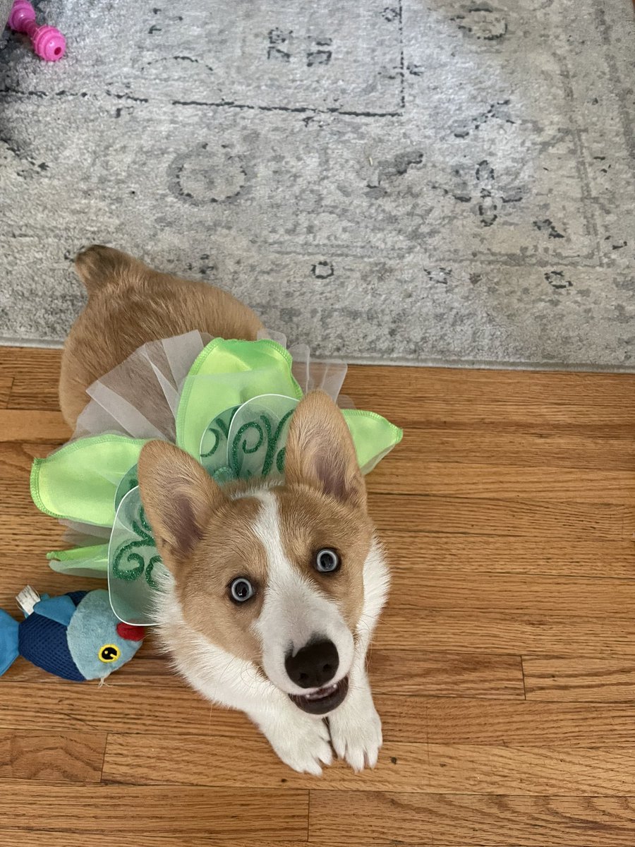 Elanasmithh's tweet photo. @WGRZ Our Daisy girl is all ready to be tinker-bell for Halloween 🎃 #BeOn2 https://t.co/fTGyihvgi2
