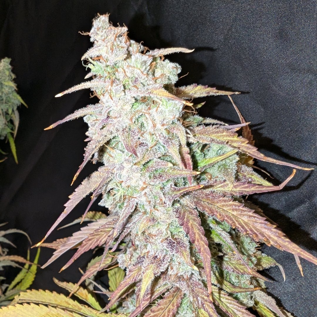 Auto_Seeds's tweet image. Happy Halloween! 🕸️

Get 50% OFF White Widow in our Halloween Sale and grow silvery-white trichome-filled buds in less than 10 weeks for just half the price!

📸 JP1 (via autoflower.org)

#superautoseeds #happyhalloween #whitewidow #cannabiscommunity #trichomes