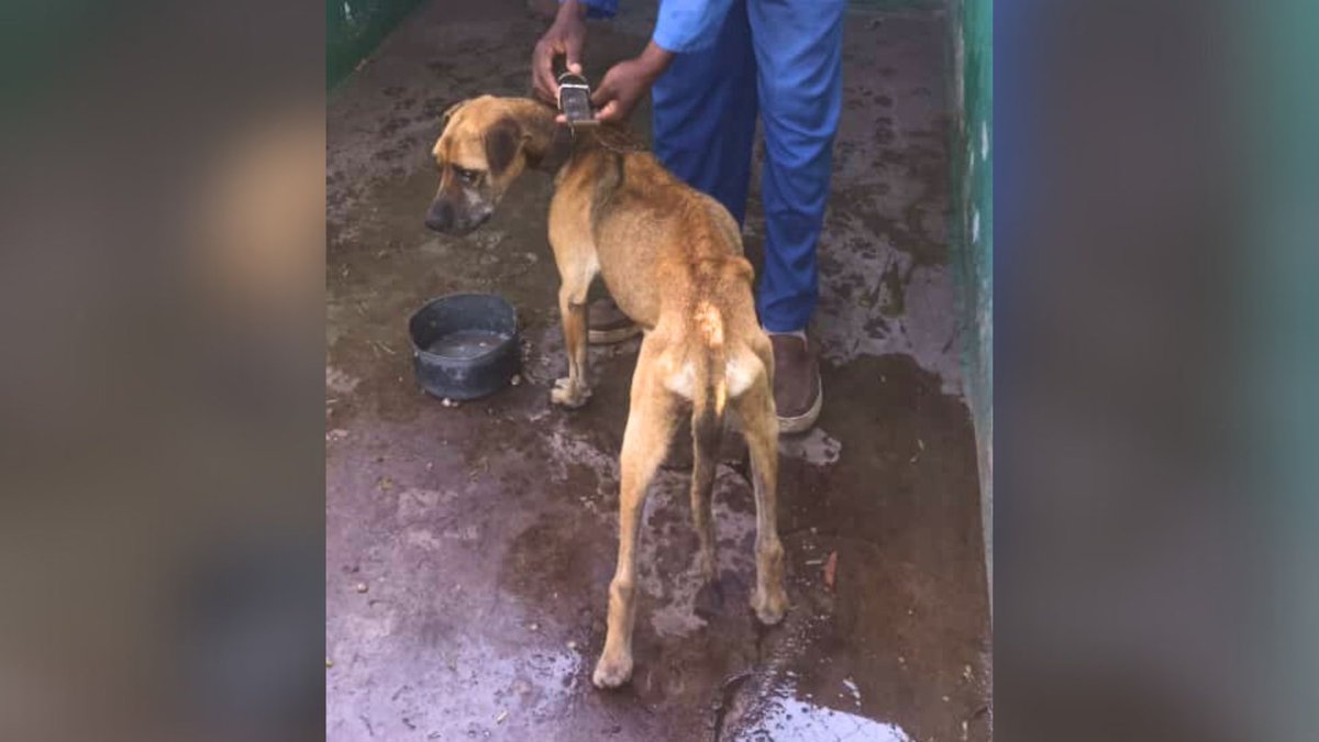 Network4Animals's tweet photo. When our team found Aurora, she was little more than a walking skeleton. Now this Zimbabwean dog โ & over 600 rescue animals โ need your help. Find out how you can be a lifeline for #Zimbabweโs starving, abandoned animals: https://t.co/6jC7bsgMwb
#NFADogs #Harare #AnimalRescue https://t.co/gbMPDlAX6D