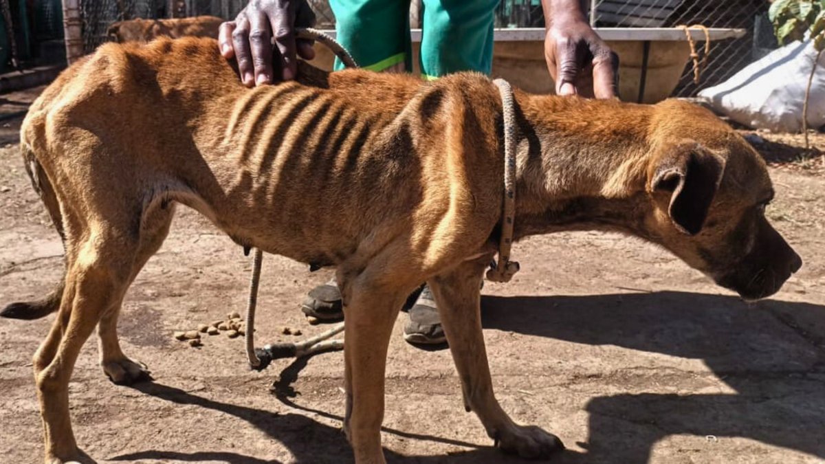 Network4Animals's tweet photo. When our team found Aurora, she was little more than a walking skeleton. Now this Zimbabwean dog โ & over 600 rescue animals โ need your help. Find out how you can be a lifeline for #Zimbabweโs starving, abandoned animals: https://t.co/6jC7bsgMwb
#NFADogs #Harare #AnimalRescue https://t.co/gbMPDlAX6D