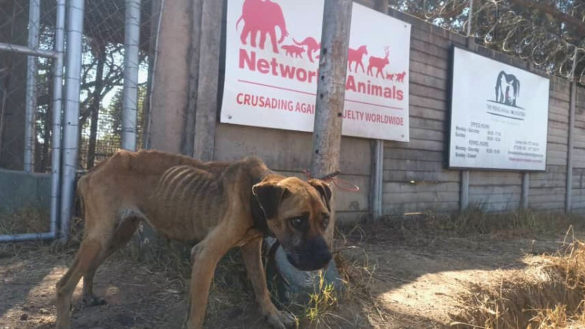 Network4Animals's tweet photo. When our team found Aurora, she was little more than a walking skeleton. Now this Zimbabwean dog โ & over 600 rescue animals โ need your help. Find out how you can be a lifeline for #Zimbabweโs starving, abandoned animals: https://t.co/6jC7bsgMwb
#NFADogs #Harare #AnimalRescue https://t.co/gbMPDlAX6D