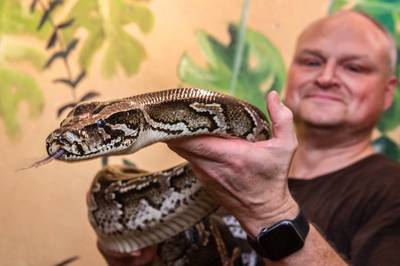 Snakefest in Breda: rebelse rock en giftige slangen dlvr.it/TFwtZY