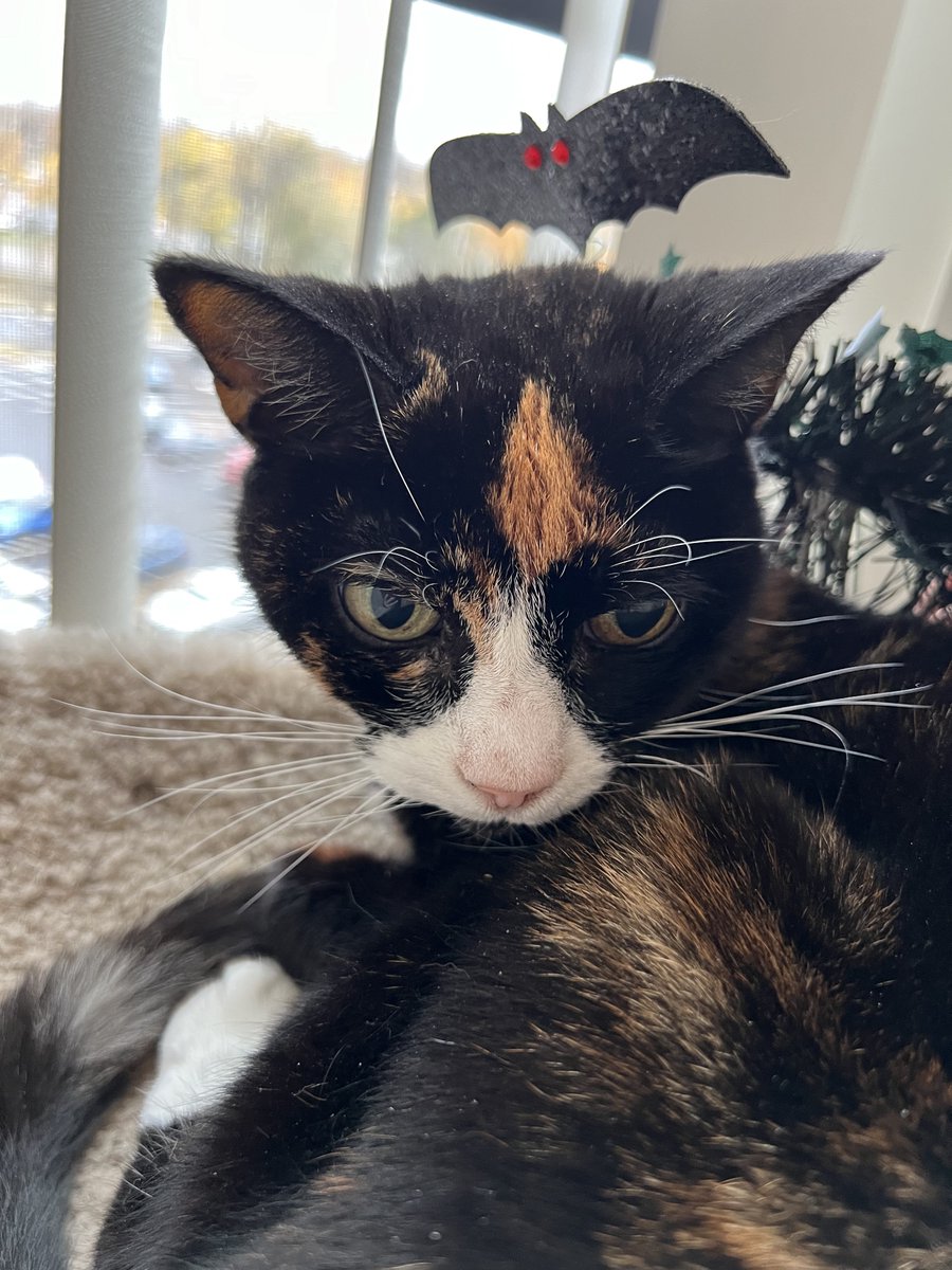 Smudge_Tipsey's tweet photo. Trick or treat? Treats for me of course!!😹
Happy #Halloween furriends! 🐾#CatsOfTwitter #CatsOfX #SuperSeniorCatsClub https://t.co/1vbXX3h6US