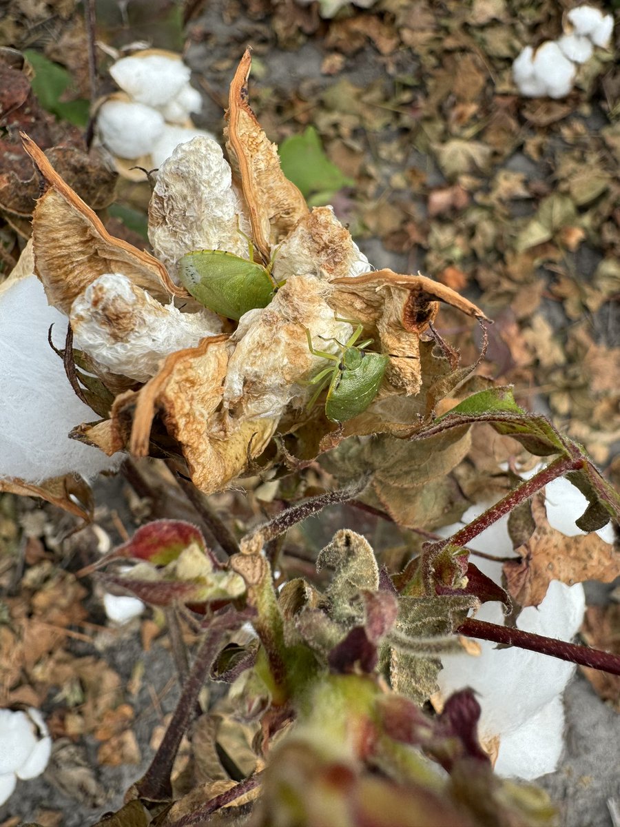 Stink bugs chowing down on cotton seeds in a stink bug-damaged boll 🤯