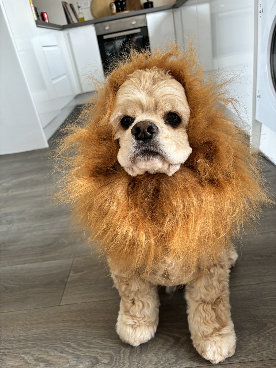 Lisa Sinco tweet media