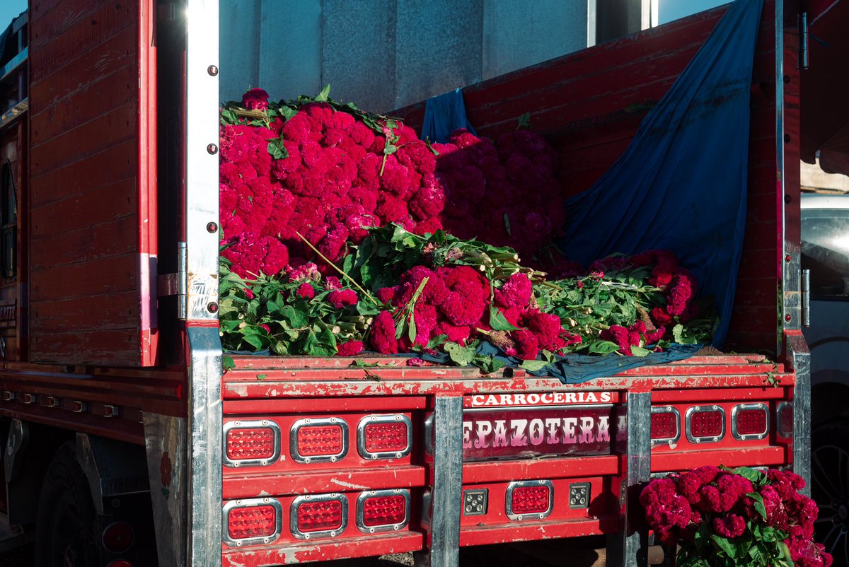 dannychazari's tweet photo. Venta de flor de cempasúchil en la central de abastos 💀📸

Puebla, 2024 https://t.co/6iej58qWCA