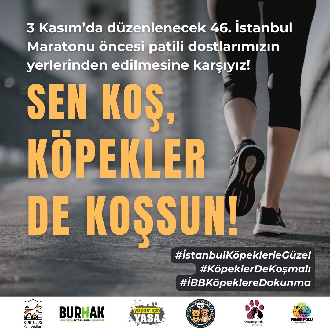 46. İstanbul Maratonu’ndan daha eski bir gelenek var; kentin esas sahipleri olan kedi ve köpekler. Her maraton öncesi rota üzerindeki köpekler toplanıp sonra yerlerine geri bırakılır. Yeni katliam yasasıyla birlikte köpekler toplanırsa bırakılmayacak.  Bırakın köpekler de koşsun!