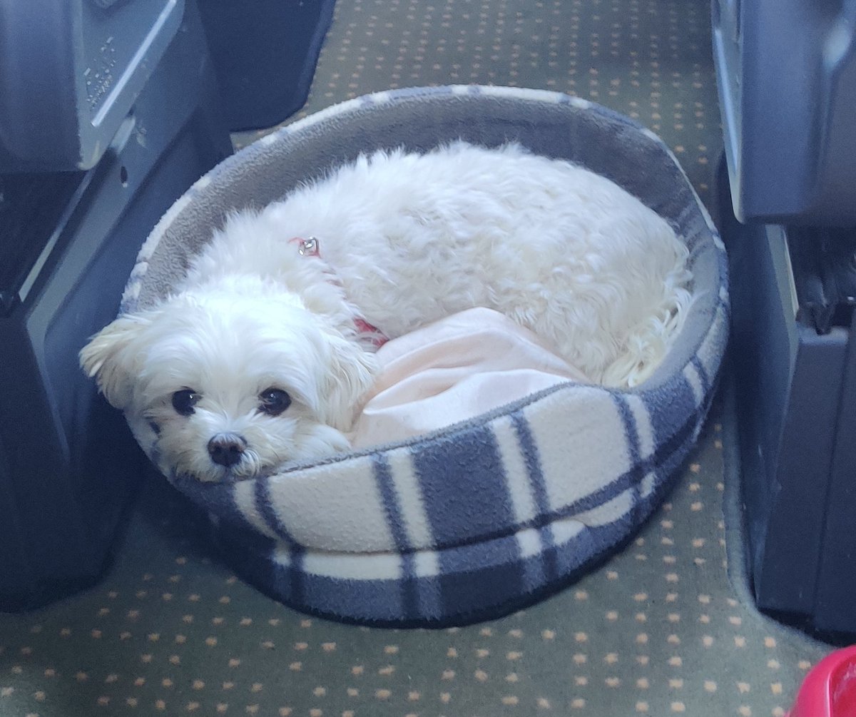 HeyDonnaLea's tweet photo. Please, have my best friend Loki in your thoughts, he's on the operating table right now because of several slipped discs that have left him paralyzed... Please be okay and walk again buddy 😭😭😭 https://t.co/HY6OlYjb6Z