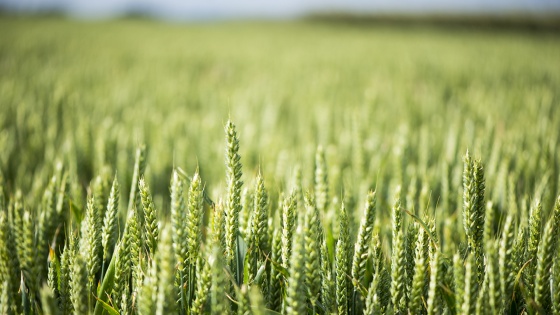 TapNewsAgency's tweet photo. #Tunisia: The experiment of sowing different varieties of durum wheat in #Dehiba &amp; #Remada has been a "success," paving the way for self-sufficiency in seeds, as the state plans to plant 1,560 hectares of irrigated grain this season, mostly in both delegations. #TAP_En https://t.co/qj7wc5jDZU