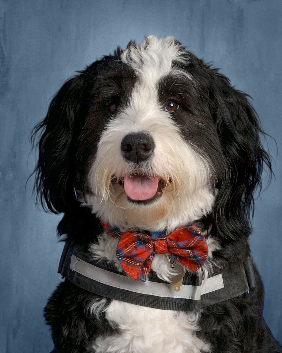 Archie THE Therapy Dog tweet media