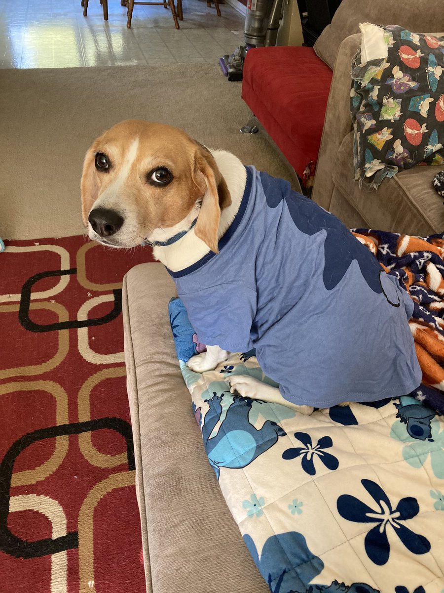 🏈🍁🐷 baconbits 🐷🍁🏈 tweet media