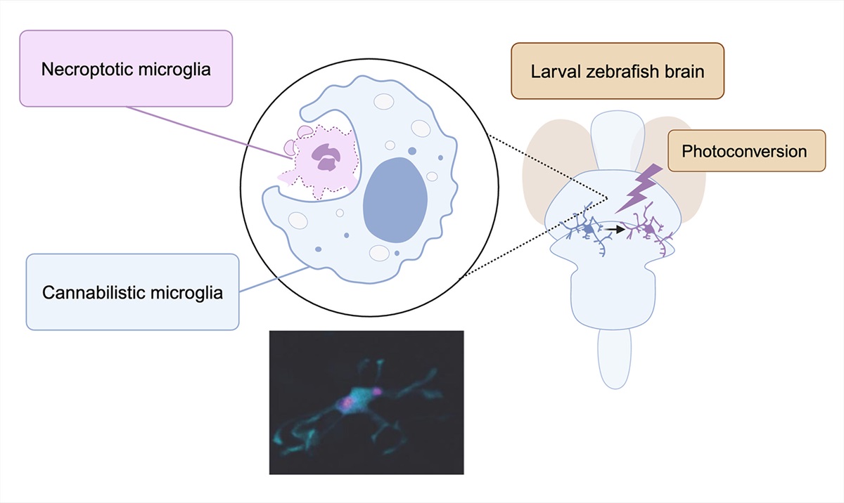 PLOS Biology (@plosbiology) on Twitter photo Microglia can selectively clear neurons, but what else do they eat? <a href="/FChrisBennett/">Chris Bennett</a> & <a href="/nachoriko/">Mariko Bennett MD PhD (she/her)</a> explore a #PLOSBiology study showing that #microglia also cannibalize other microglia, followed by microglial necroptosis Primer: plos.io/4f7sXEs Paper: plos.io/3Aj1JvE Microglia can selectively clear neurons, but what else do they eat? <a href="/FChrisBennett/">Chris Bennett</a> & <a href="/nachoriko/">Mariko Bennett MD PhD (she/her)</a> explore a #PLOSBiology study showing that #microglia also cannibalize other microglia, followed by microglial necroptosis Primer: plos.io/4f7sXEs Paper: plos.io/3Aj1JvE