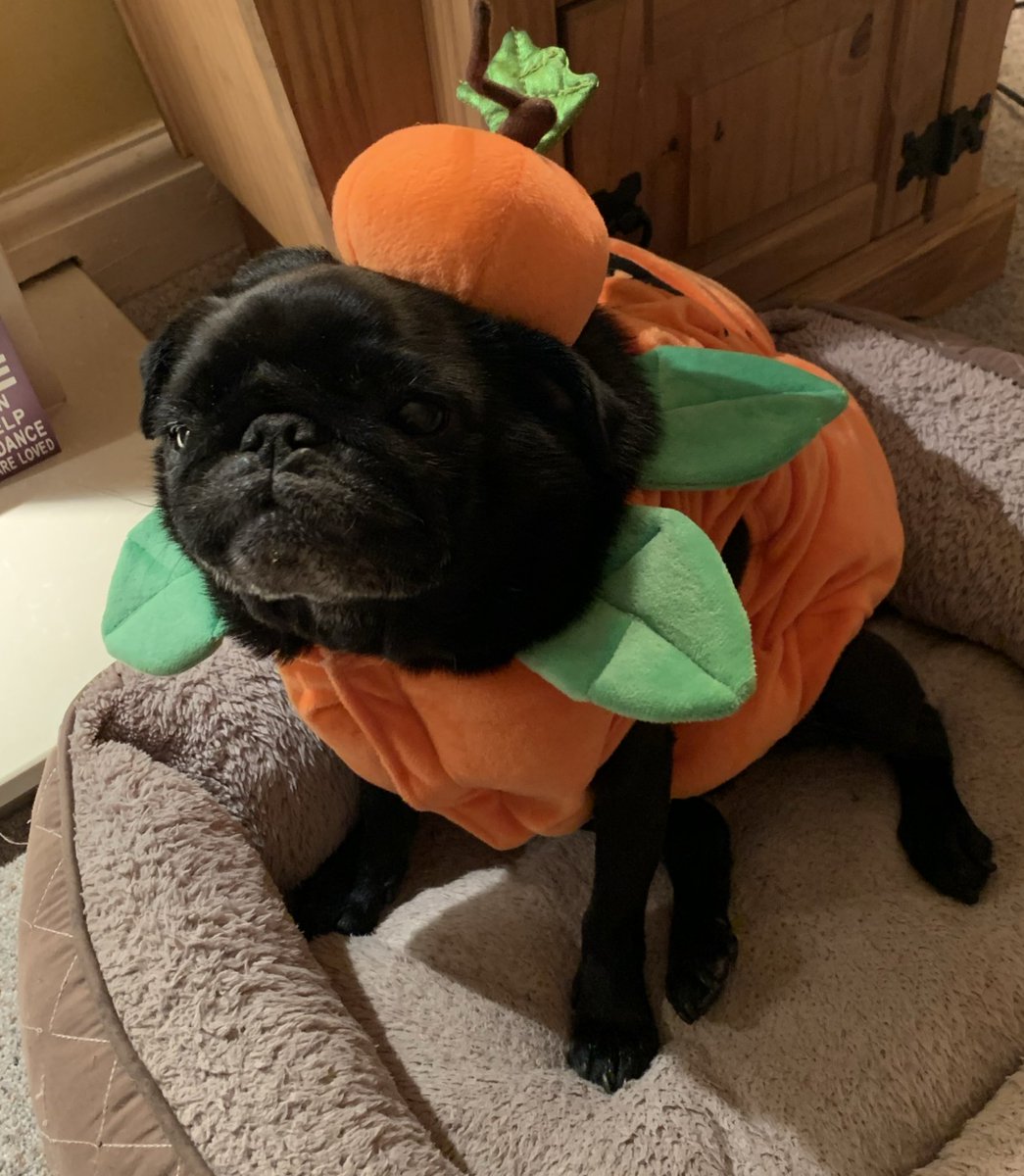 Queenofthe80s's tweet photo. Our little pumkin on #ThrowbackThursday Halloween 2020 🎃 #somissed #puglife #puglove https://t.co/Zf7RIgm15L