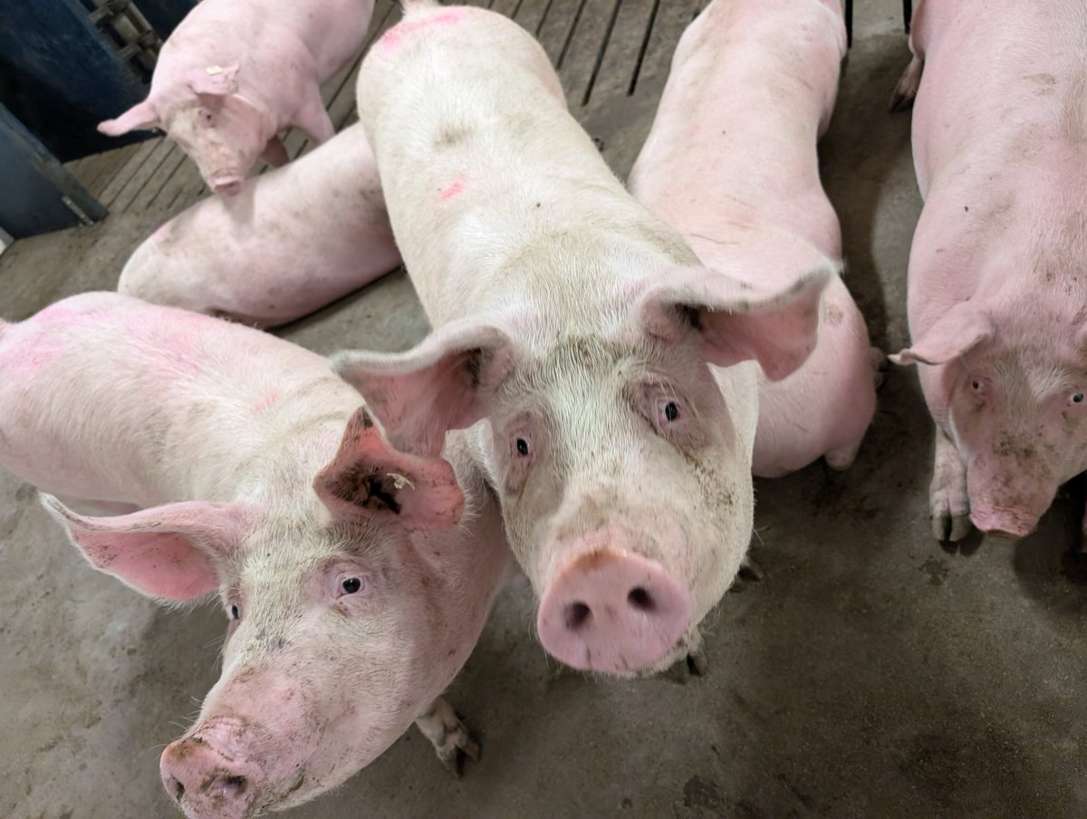 Saw the inside of a pig barn for the first time today while learning about some research into precision ag tech at the University of Manitoba's Glenlea site.